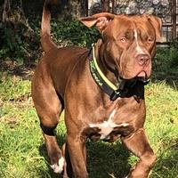 Pitbull american terrier disponibile x la monta