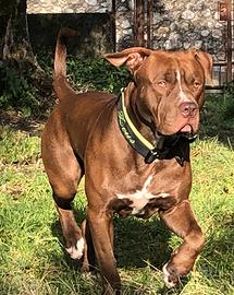 Pitbull american terrier disponibile x la monta