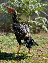 Shamo 7 mesi pronto riproduzione