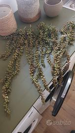 Rami decorativi pendenti