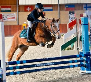 Pony 135 cm