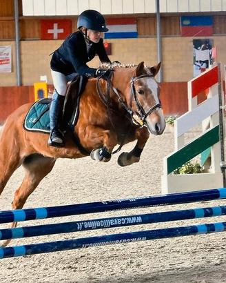 Pony 135 cm