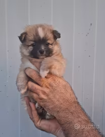 Cucciola di volpino-spitz
