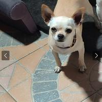 Chihuahua femmina adulta
