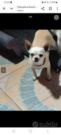 Chihuahua femmina adulta