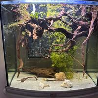 Potature piante acquario