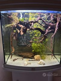 Potature piante acquario