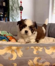 Maschietto shihtzu mini