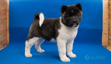 Cuccioli di Akita Americano