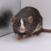 RATTI DA COMPAGNIA - selezionati per carattere