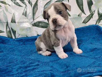 Maschietto bulldog francese