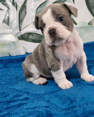 Maschietto bulldog francese