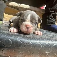 Bull dog francesi
