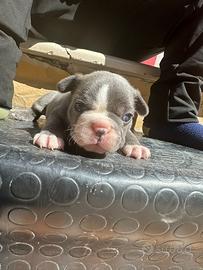 Bull dog francesi