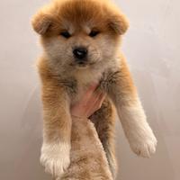 Akita inu femmina