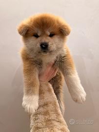 Akita inu femmina