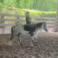 Pony Welsh