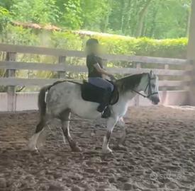 Pony Welsh