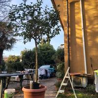 Ligustro giapponese in vaso