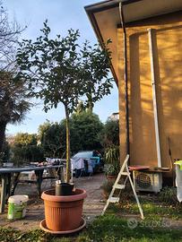 Ligustro giapponese in vaso