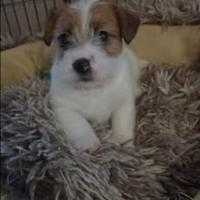 Jack russell broken