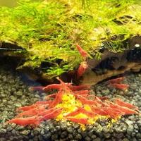 Neocaridina Davidi red cherry gene sakura