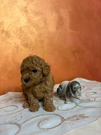 Barboncino red mini toy