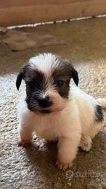 Cuccioli di Jack Russell broken