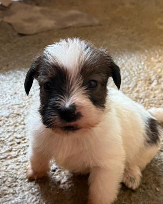 Cuccioli di Jack Russell broken