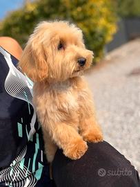 Dobby, cucciolo di maltipoo
