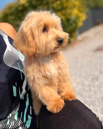 Dobby, cucciolo di maltipoo