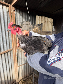 Galli e gallinelle collo nudo