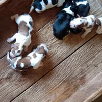 Cuccioli di razza Espagnuel Breton e Beagle