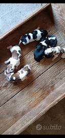 Cuccioli di razza Espagnuel Breton e Beagle