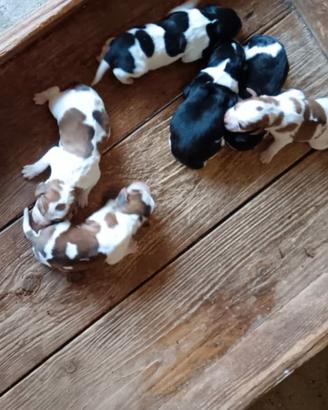 Cuccioli di razza Espagnuel Breton e Beagle