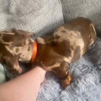 Cuccioli bassotti merle