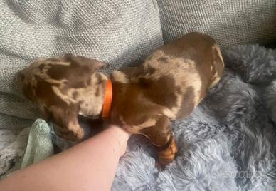 Cuccioli bassotti merle