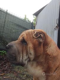 Sharpei