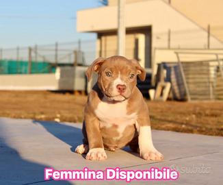 Cucciola American pitbull terrier ukc