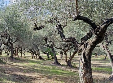 Terreno con oliveto
