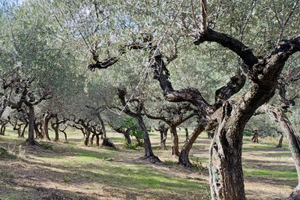 Terreno con oliveto