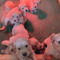 Golden Retriever con pedigree ENCI