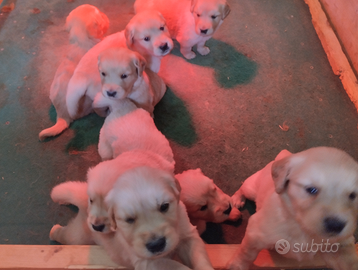 Golden Retriever con pedigree ENCI