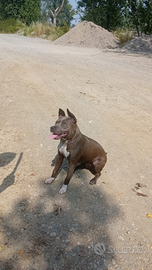 Ultima cucciola amstaff