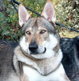 Clc-cane lupo cecoslovacco per monta