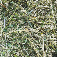 Erba Medica Fieno in Ballette