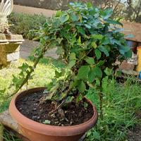 Bonsai Cornus Alba con Edera