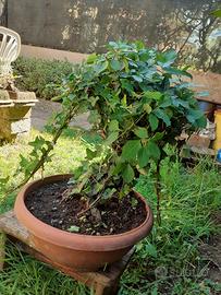 Bonsai Cornus Alba con Edera