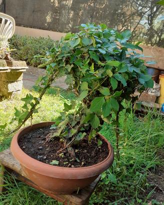 Bonsai Cornus Alba con Edera