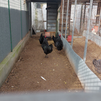 Galline australorp